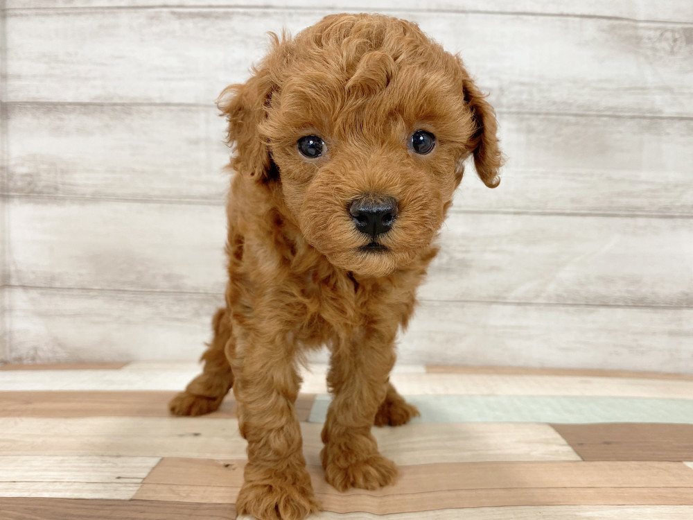 新潟県のトイプードル(トイ) (竹内ペット 新津本店/2026年7月23日生まれ/男の子/レッド)の子犬の3枚目の画像