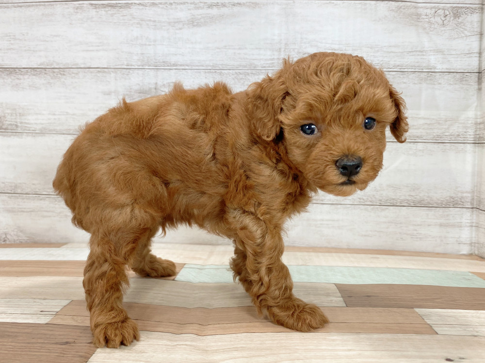 新潟県のトイプードル(トイ) (竹内ペット 新津本店/2026年7月23日生まれ/男の子/レッド)の子犬の4枚目の画像
