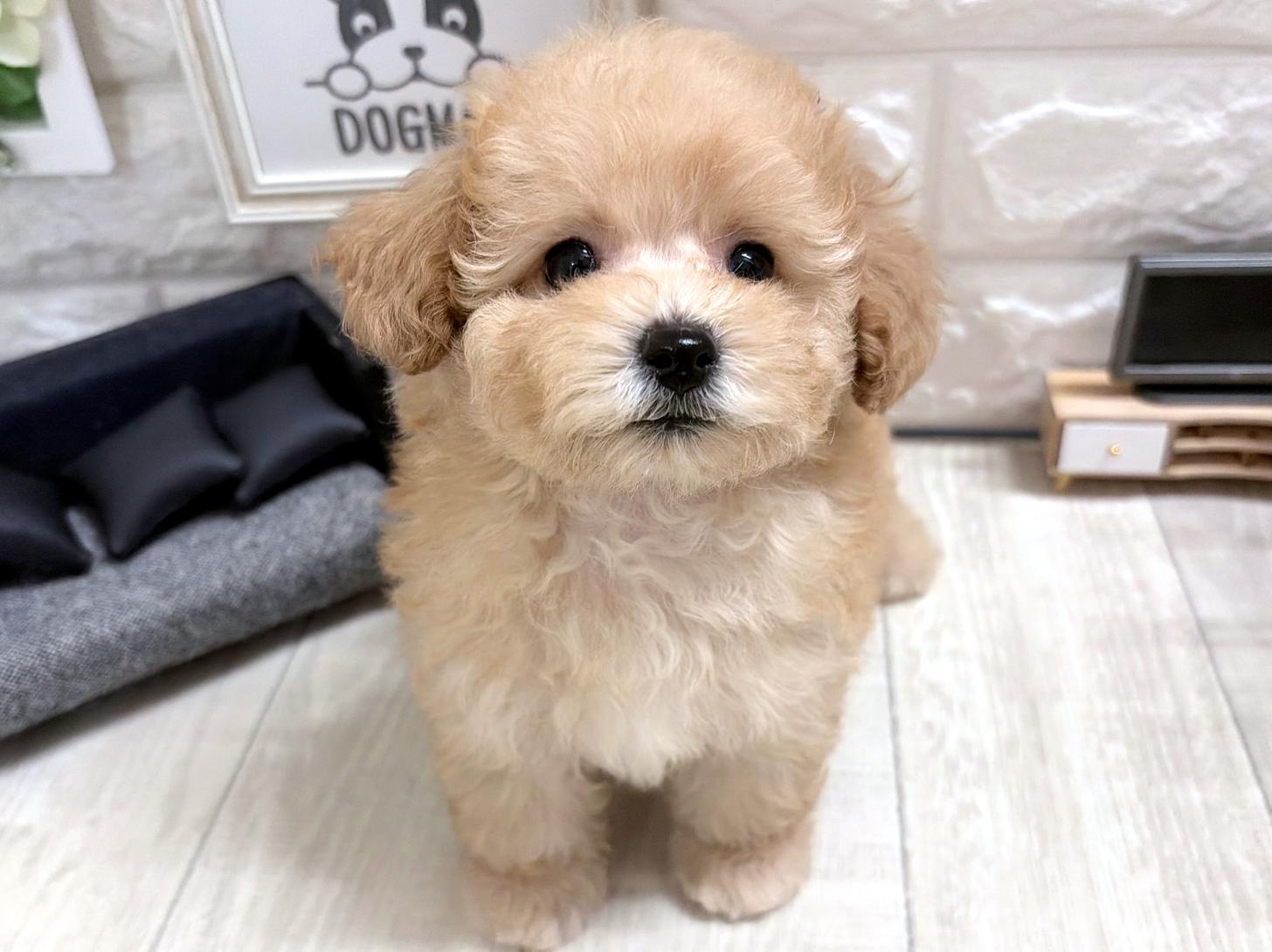 大阪府のトイプードル(トイ) (DOGMAN平野瓜破店/2026年8月9日生まれ/女の子/ペールフォーン)の子犬の2枚目の画像