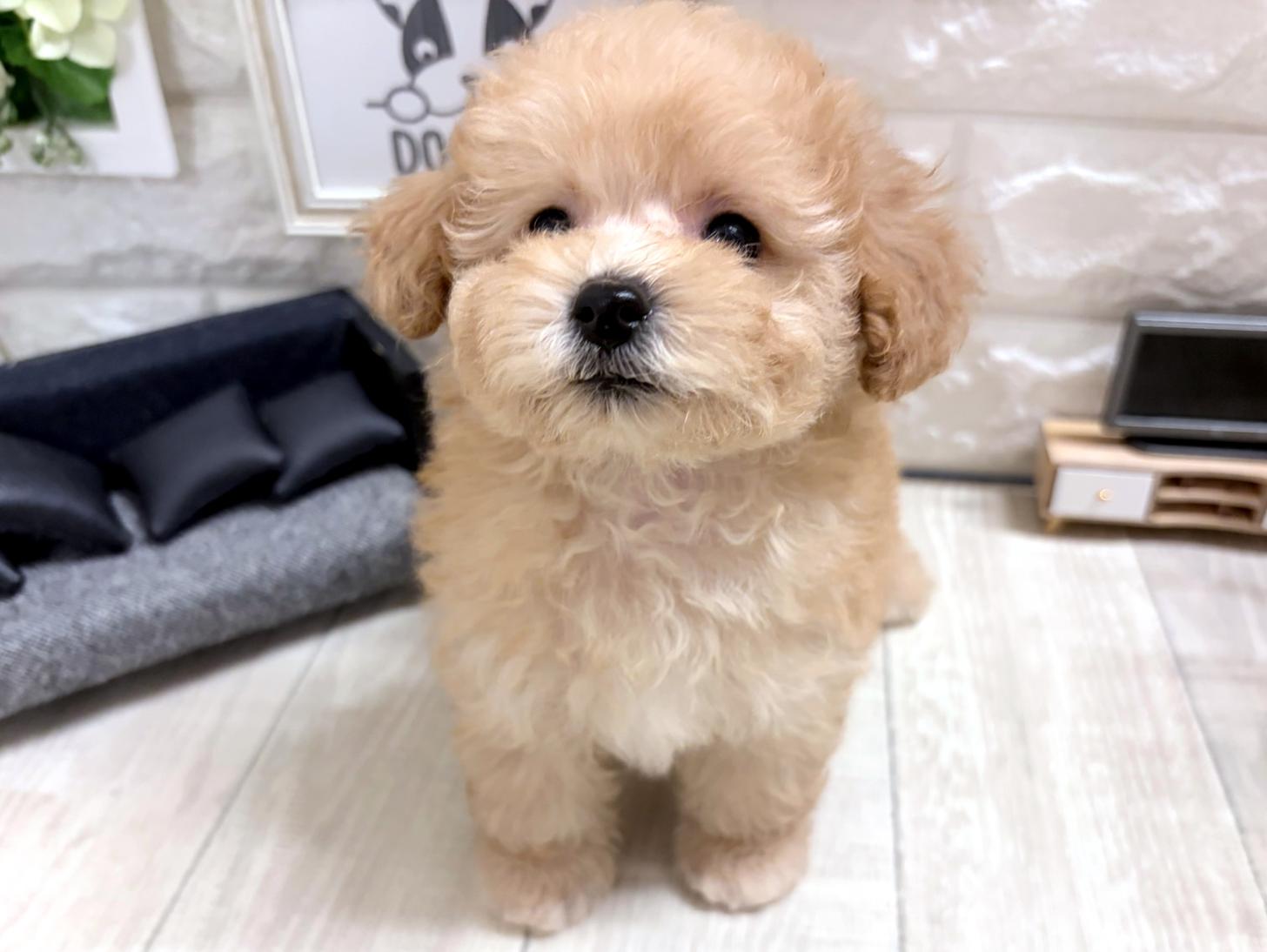 大阪府のトイプードル(トイ) (DOGMAN平野瓜破店/2026年8月9日生まれ/女の子/ペールフォーン)の子犬の3枚目の画像
