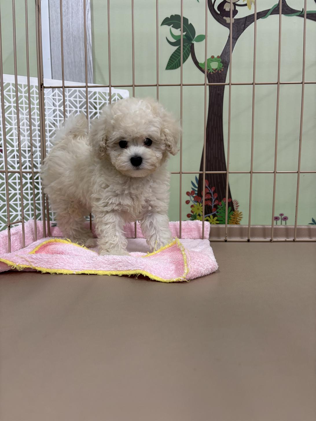 愛知県のタイニープードル (子いぬの足あと/2025年5月13日生まれ/男の子/クリーム)の子犬