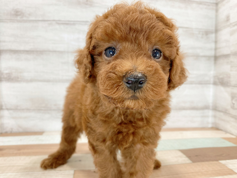 新潟県のトイプードル(トイ) (竹内ペット 新津本店/2026年5月16日生まれ/男の子/レッド)の子犬の1枚目の画像