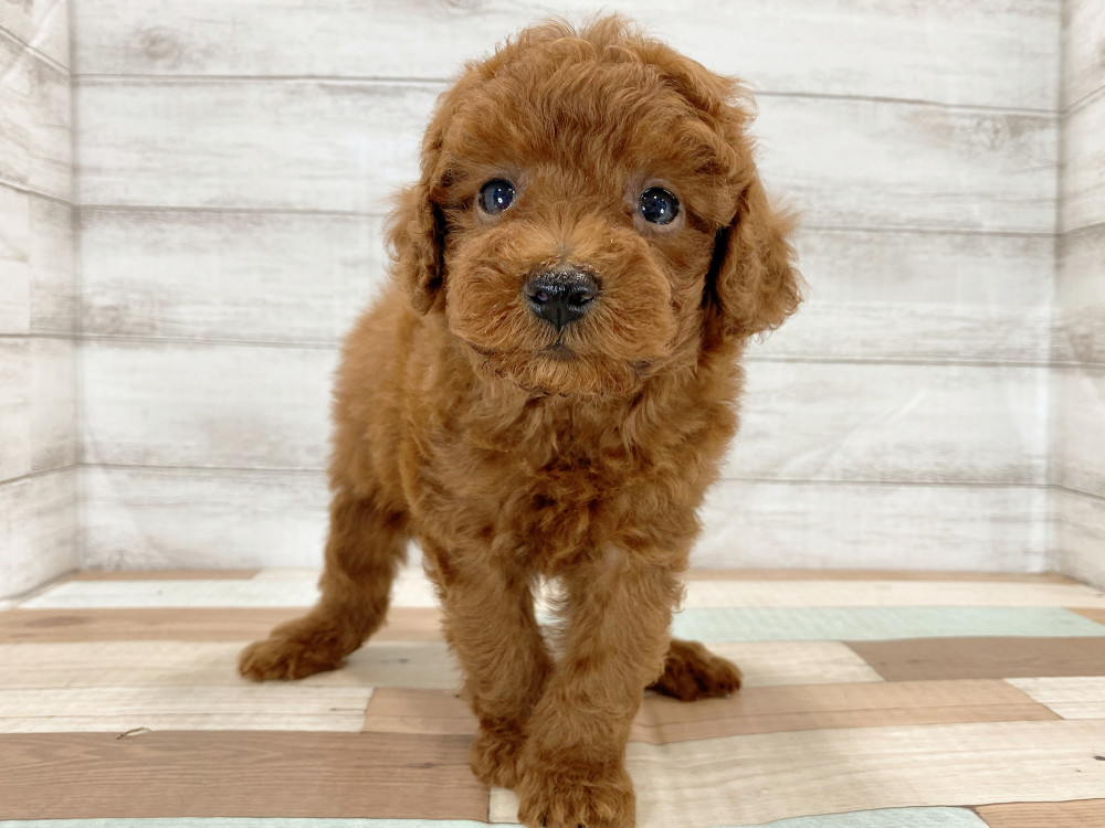 新潟県のトイプードル(トイ) (竹内ペット 新津本店/2026年5月16日生まれ/男の子/レッド)の子犬の2枚目の画像