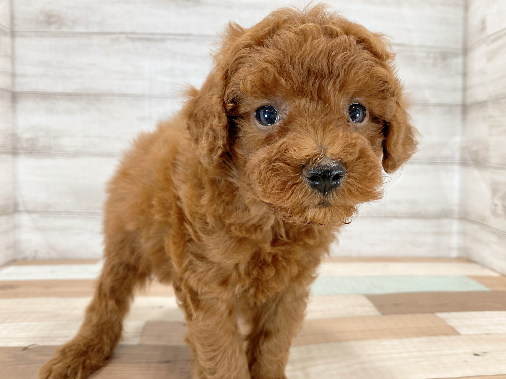 新潟県のトイプードル(トイ) (竹内ペット 新津本店/2026年5月16日生まれ/男の子/レッド)の子犬の3枚目の画像