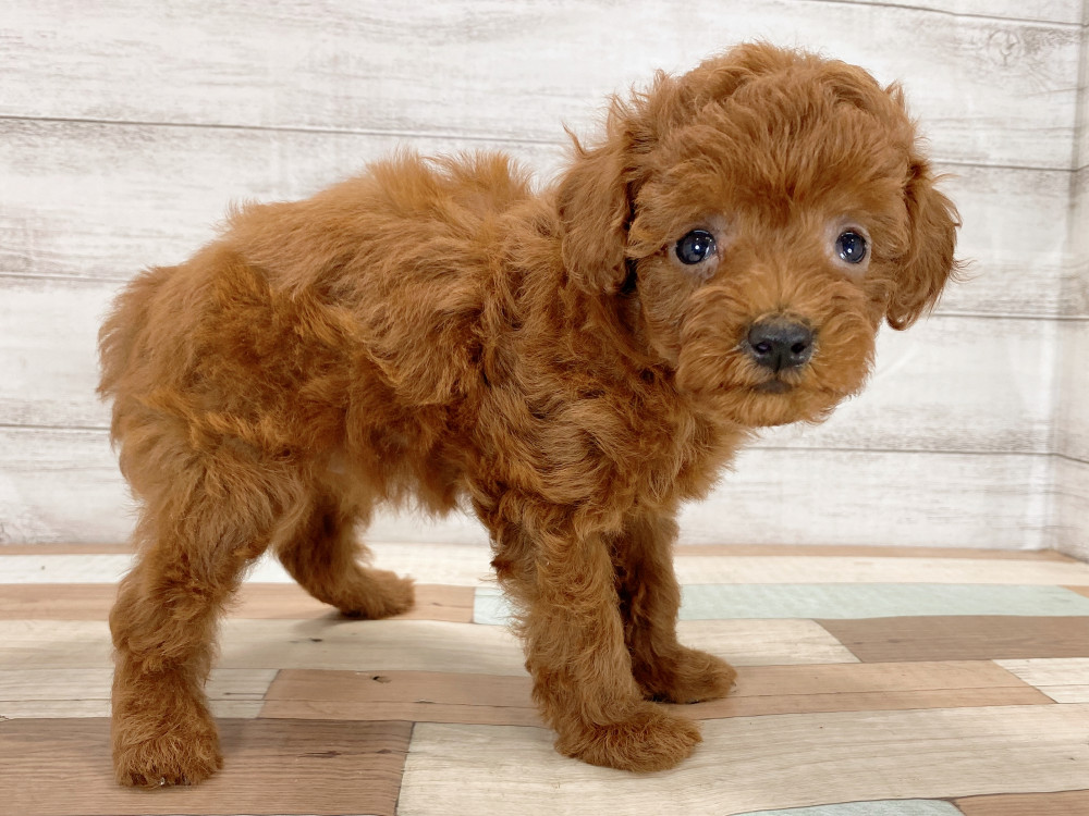 新潟県のトイプードル(トイ) (竹内ペット 新津本店/2026年5月16日生まれ/男の子/レッド)の子犬の4枚目の画像