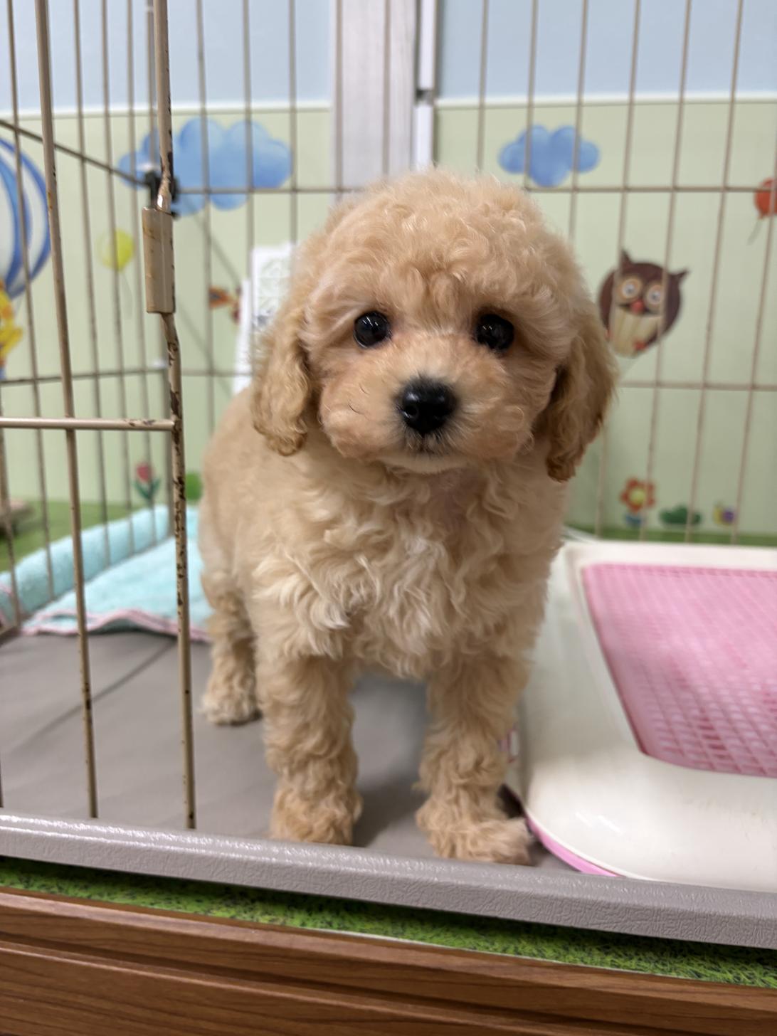 愛知県のトイプードル(タイニー) (子いぬの足あと/2026年4月12日生まれ/男の子/オレンジフォーン)の子犬