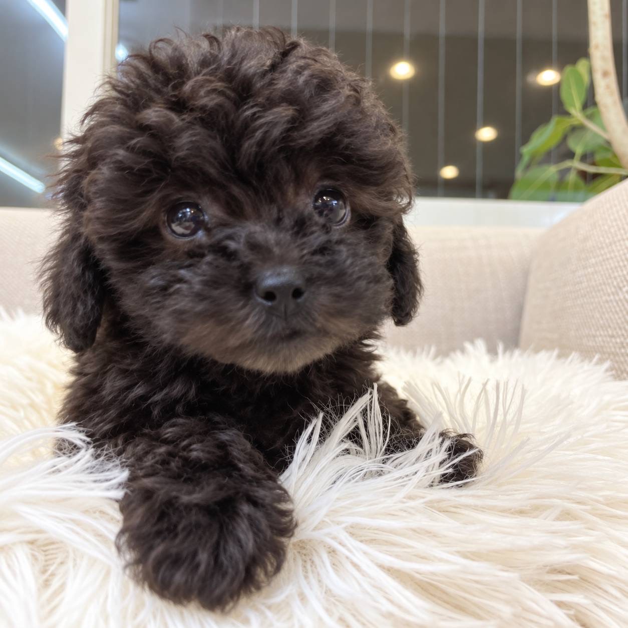 北海道のトイプードル(トイ) (PETSHOP&SALON PU-PU-PU-/2026年8月17日生まれ/女の子/シルバー)の子犬の2枚目の画像