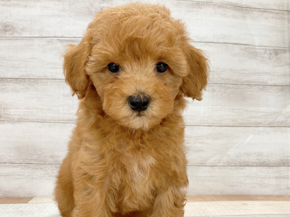 新潟県のトイプードル(トイ) (竹内ペット 新津本店/2026年6月27日生まれ/女の子/レッド)の子犬の1枚目の画像