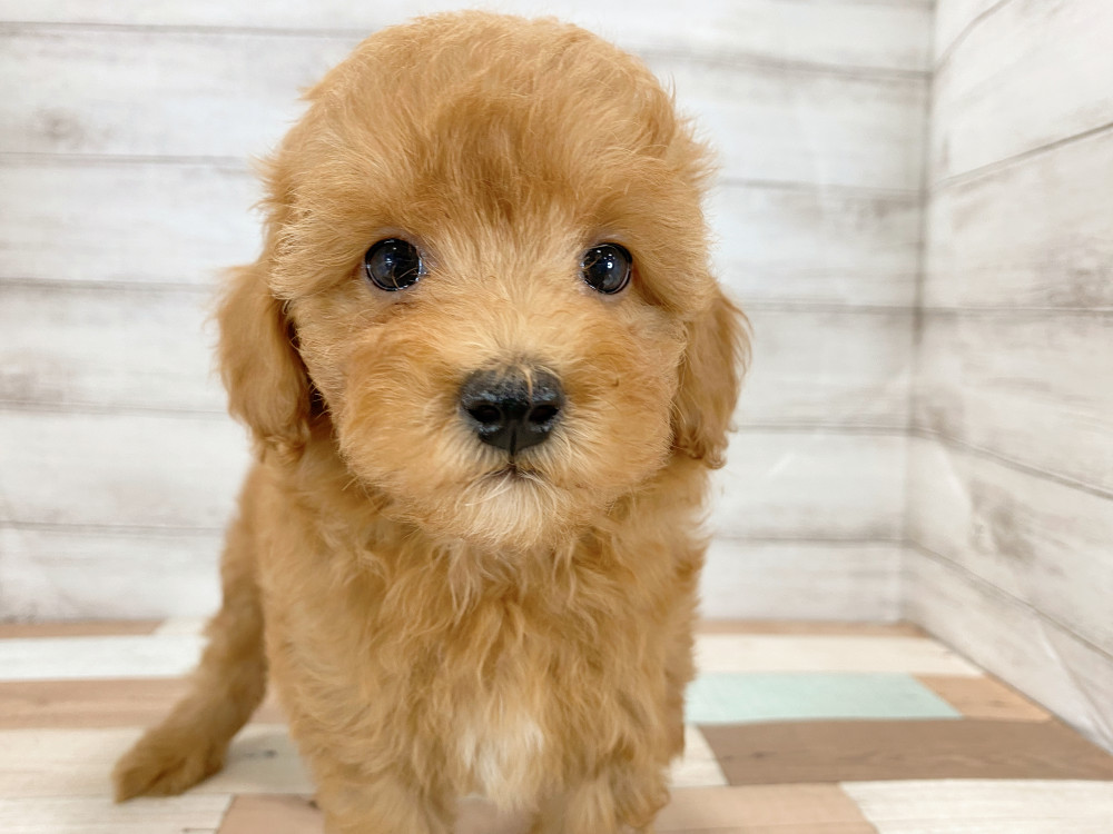 新潟県のトイプードル(トイ) (竹内ペット 新津本店/2026年6月27日生まれ/女の子/レッド)の子犬の2枚目の画像