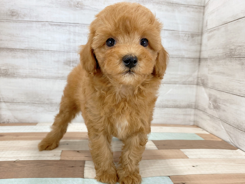 新潟県のトイプードル(トイ) (竹内ペット 新津本店/2026年6月27日生まれ/女の子/レッド)の子犬の3枚目の画像