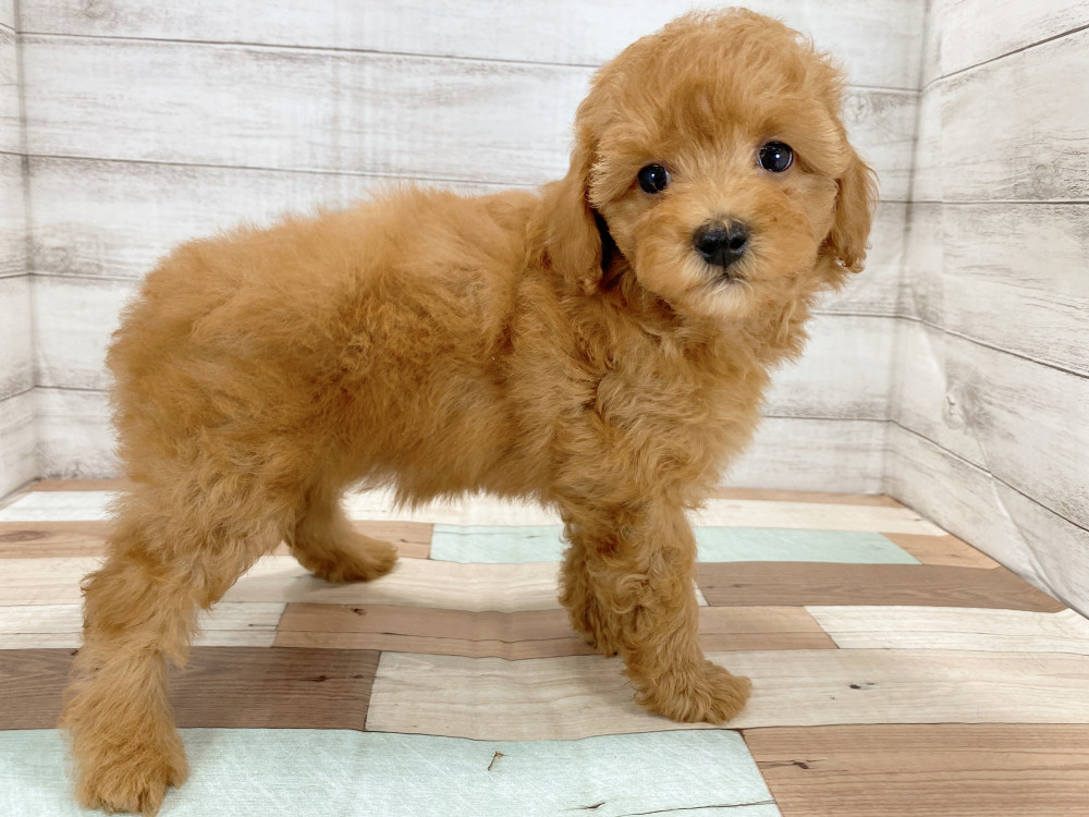 新潟県のトイプードル(トイ) (竹内ペット 新津本店/2026年6月27日生まれ/女の子/レッド)の子犬の4枚目の画像