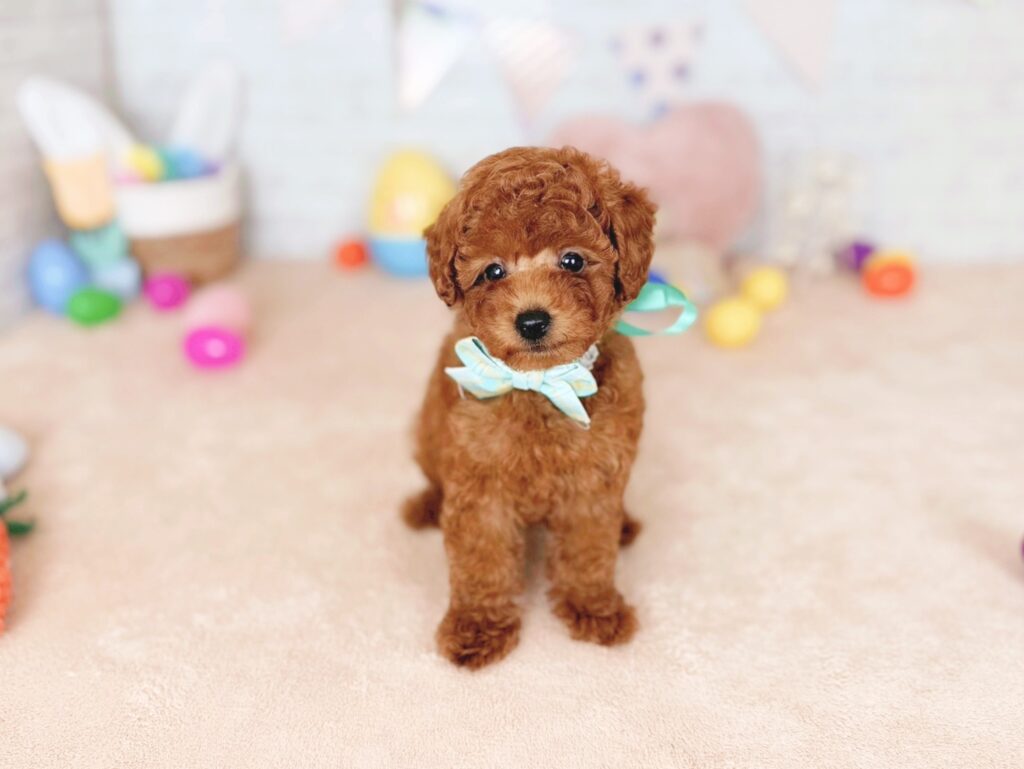 北海道のトイプードル(トイ) (ペットショップだんぼ/2026年4月30日生まれ/男の子/レッド)の子犬の1枚目の画像