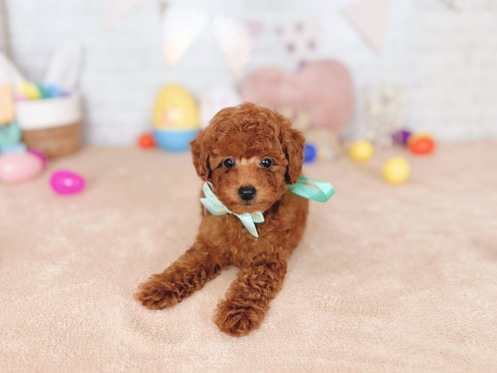 北海道のトイプードル(トイ) (ペットショップだんぼ/2026年4月30日生まれ/男の子/レッド)の子犬の2枚目の画像