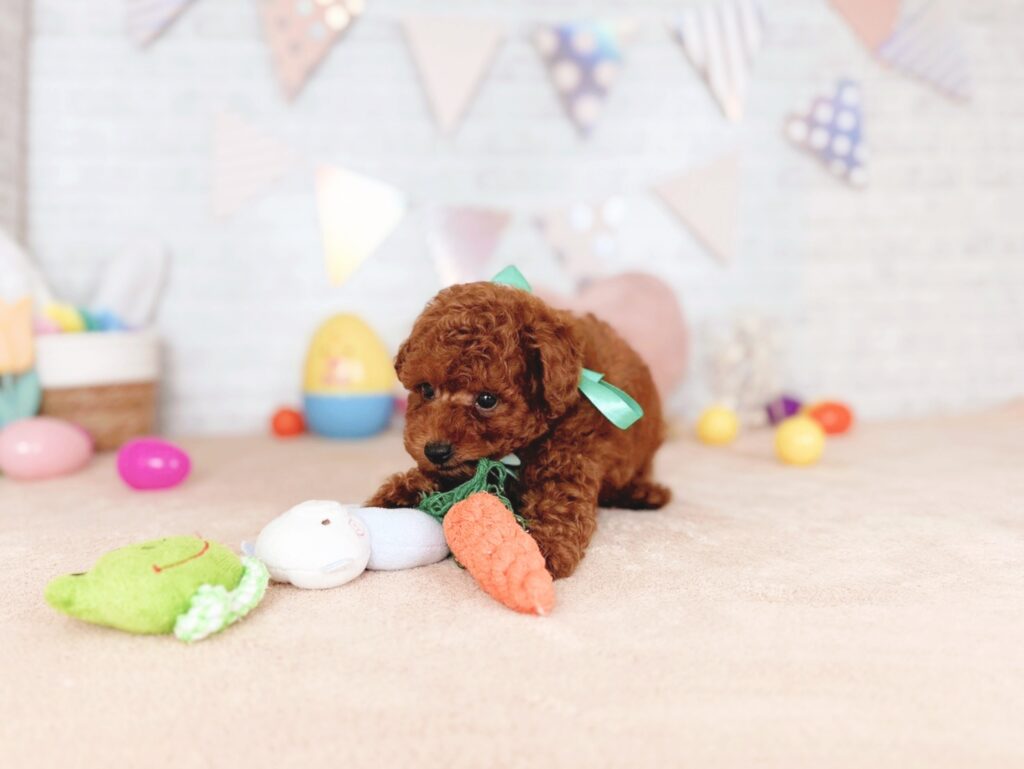 北海道のトイプードル(トイ) (ペットショップだんぼ/2026年4月30日生まれ/男の子/レッド)の子犬の4枚目の画像