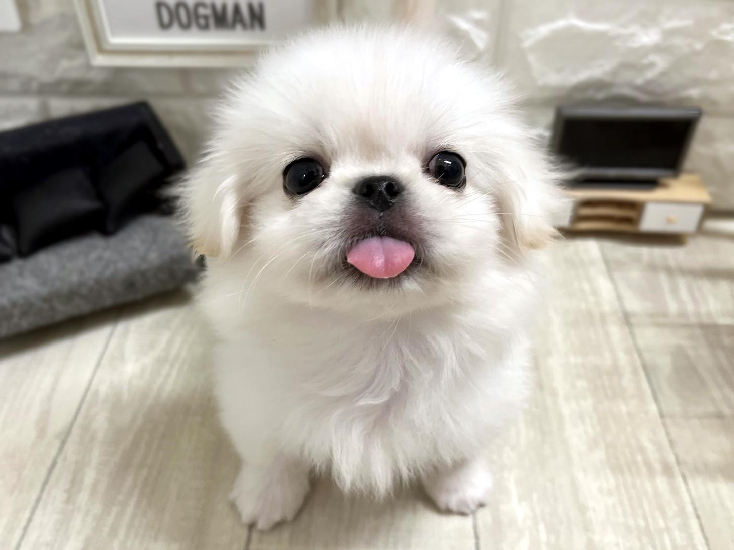 大阪府のペキニーズ (DOGMAN平野瓜破店/2026年4月7日生まれ/男の子/ホワイト)の子犬の1枚目の画像
