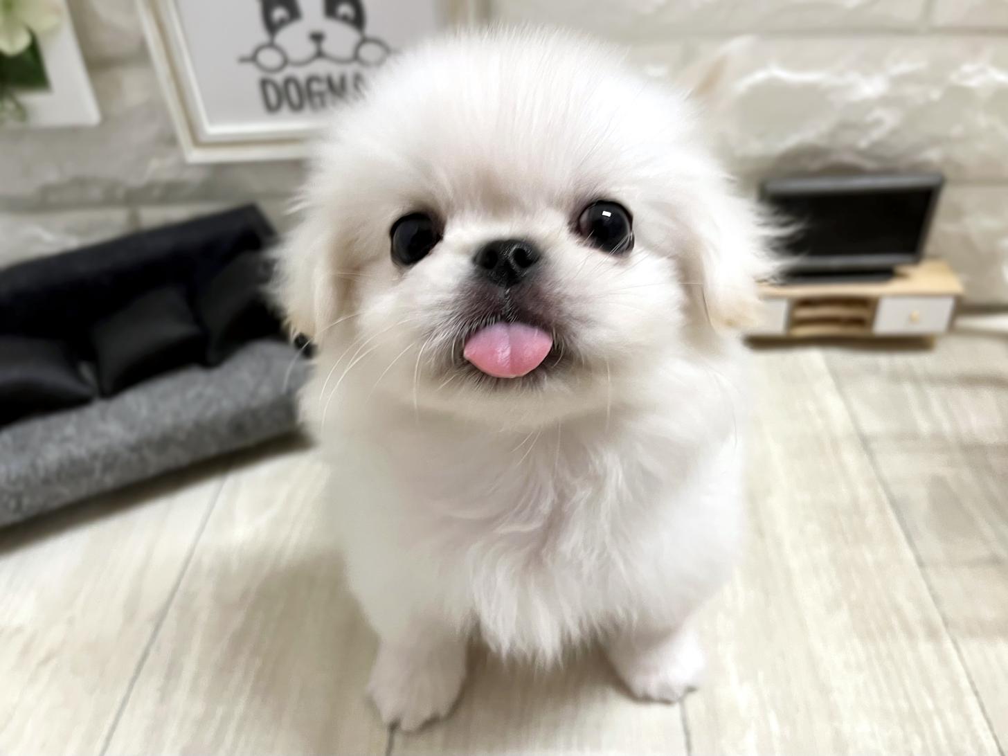 大阪府のペキニーズ (DOGMAN平野瓜破店/2026年4月7日生まれ/男の子/ホワイト)の子犬の2枚目の画像