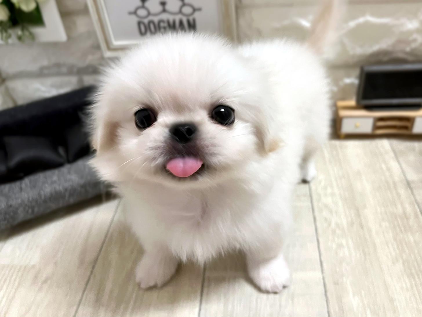 大阪府のペキニーズ (DOGMAN平野瓜破店/2026年4月7日生まれ/男の子/ホワイト)の子犬の3枚目の画像