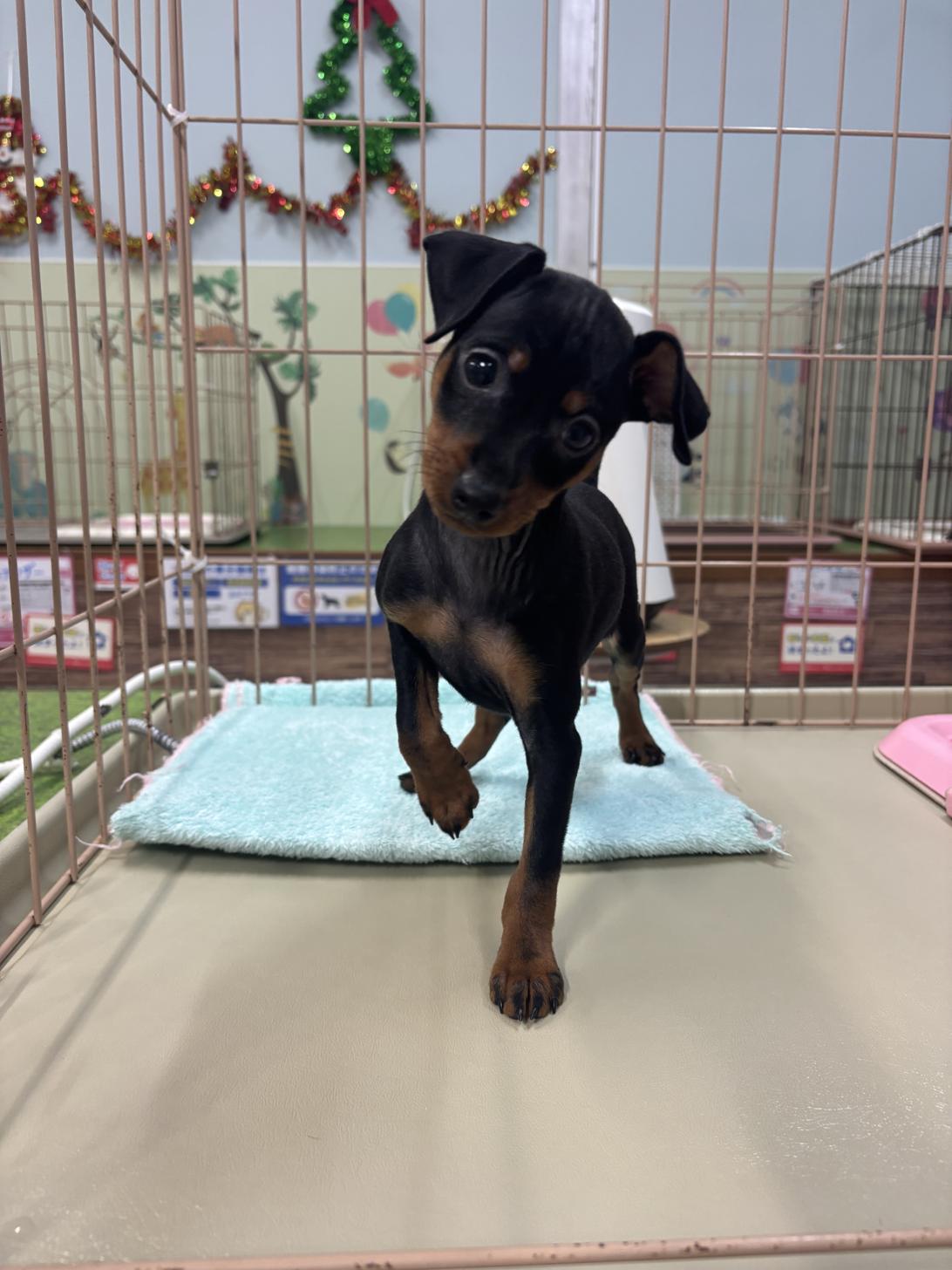 愛知県のミニチュアピンシャー (子いぬの足あと/2025年10月25日生まれ/女の子/ブラックタン)の子犬