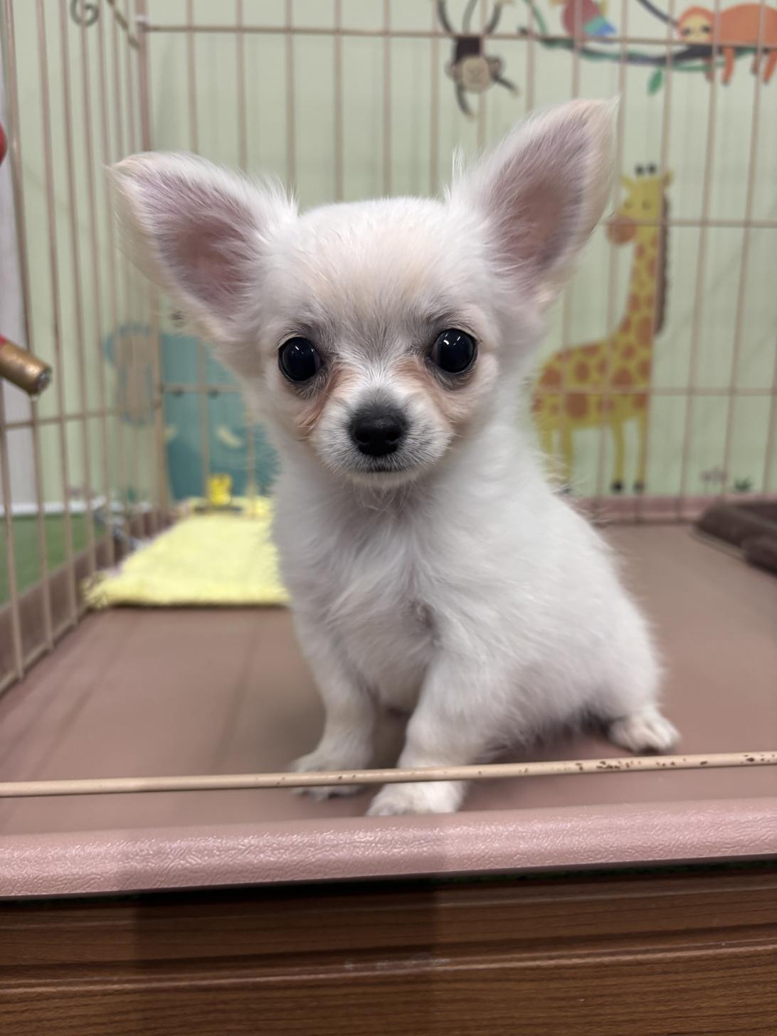 愛知県のチワワ(ロング) (子いぬの足あと/2025年11月6日生まれ/女の子/ホワイト)の子犬