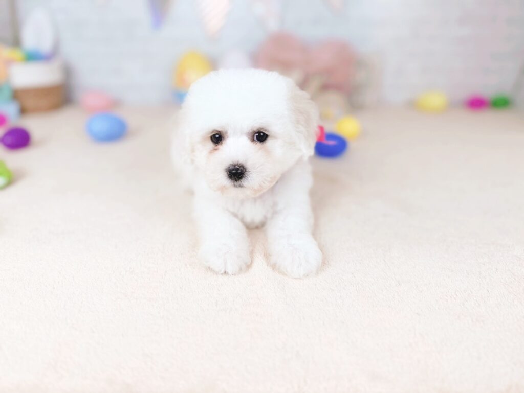 北海道のビションフリーゼ (ペットショップだんぼ/2026年5月28日生まれ/女の子/ホワイト)の子犬の1枚目の画像
