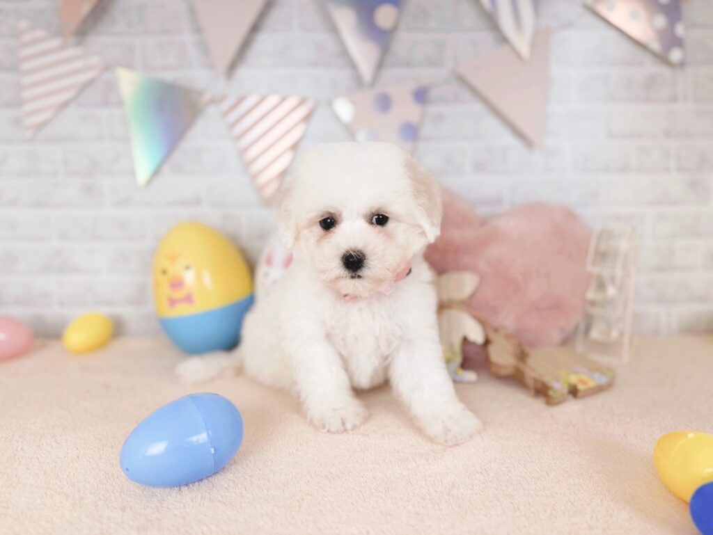 北海道のビションフリーゼ (ペットショップだんぼ/2026年5月28日生まれ/女の子/ホワイト)の子犬の3枚目の画像
