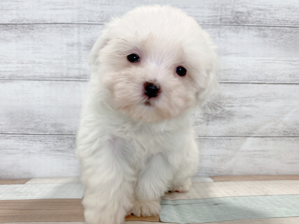 新潟県のマルチーズ (竹内ペット 新津本店/2026年8月7日生まれ/女の子/ホワイト)の子犬の1枚目の画像