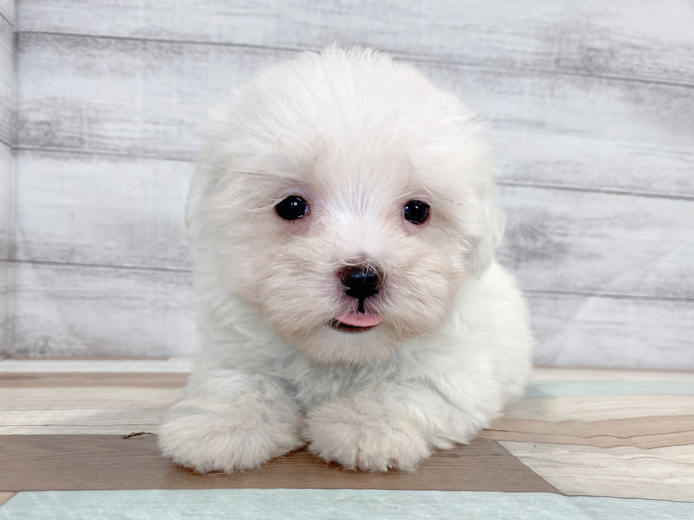 新潟県のマルチーズ (竹内ペット 新津本店/2026年8月7日生まれ/女の子/ホワイト)の子犬の2枚目の画像