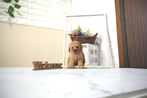 滋賀県のトイプードル(トイ) (いっぷく湖南店/2025年11月28日生まれ/女の子/オレンジフォーン)の子犬の1枚目の画像