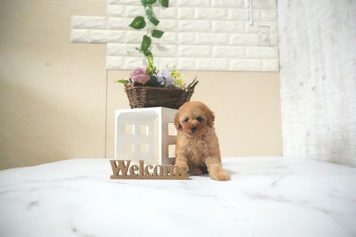 滋賀県のトイプードル(トイ) (いっぷく湖南店/2025年11月28日生まれ/女の子/オレンジフォーン)の子犬の2枚目の画像