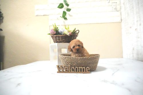 滋賀県のトイプードル(トイ) (いっぷく湖南店/2025年11月28日生まれ/女の子/オレンジフォーン)の子犬の3枚目の画像