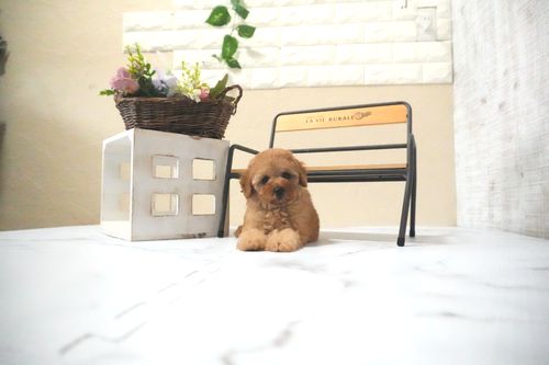 滋賀県のトイプードル(トイ) (いっぷく湖南店/2025年11月28日生まれ/女の子/オレンジフォーン)の子犬の4枚目の画像