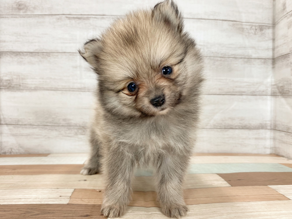 新潟県のポメラニアン (竹内ペット 新津本店/2025年9月28日生まれ/女の子/オレンジ)の子犬の2枚目の画像