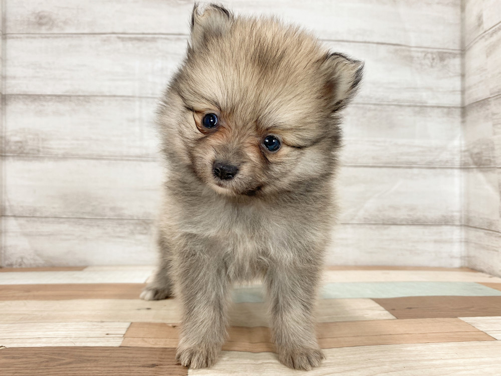 新潟県のポメラニアン (竹内ペット 新津本店/2025年9月28日生まれ/女の子/オレンジ)の子犬の3枚目の画像