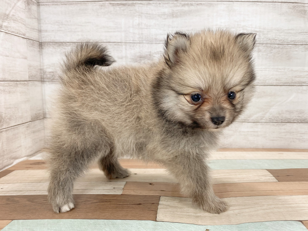 新潟県のポメラニアン (竹内ペット 新津本店/2025年9月28日生まれ/女の子/オレンジ)の子犬の4枚目の画像