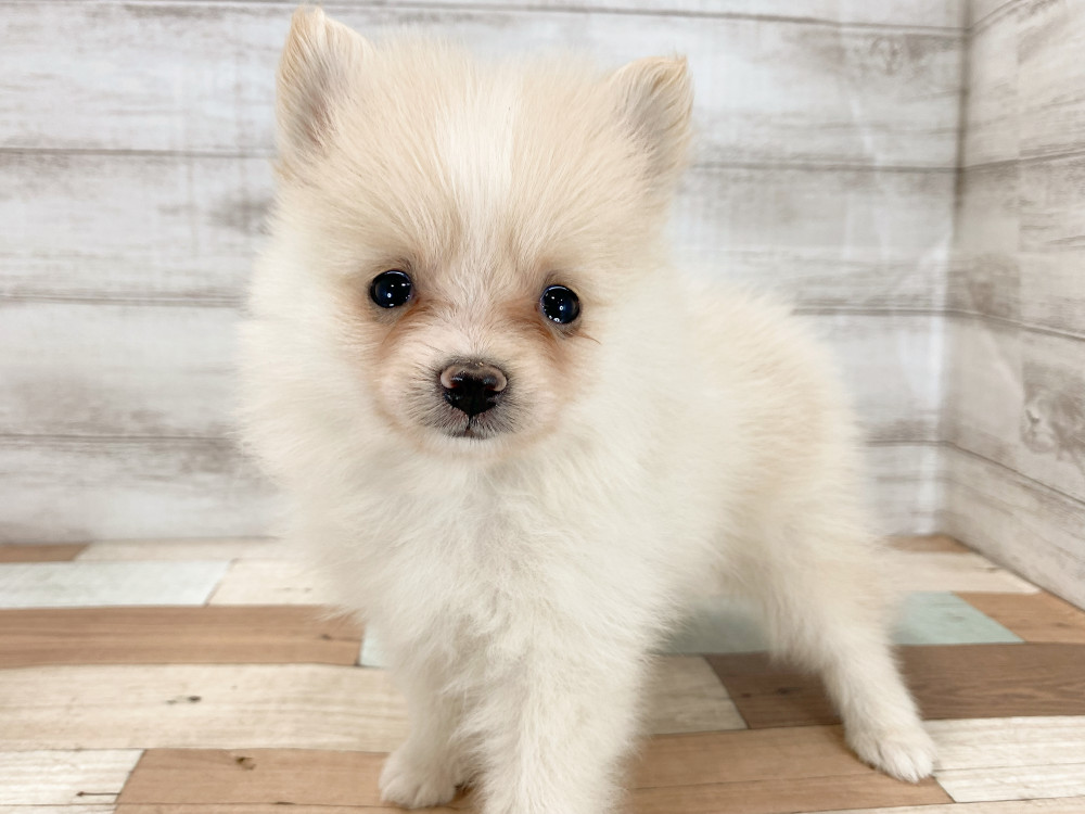 新潟県のポメラニアン (竹内ペット 新津本店/2026年5月4日生まれ/女の子/クリーム)の子犬の1枚目の画像