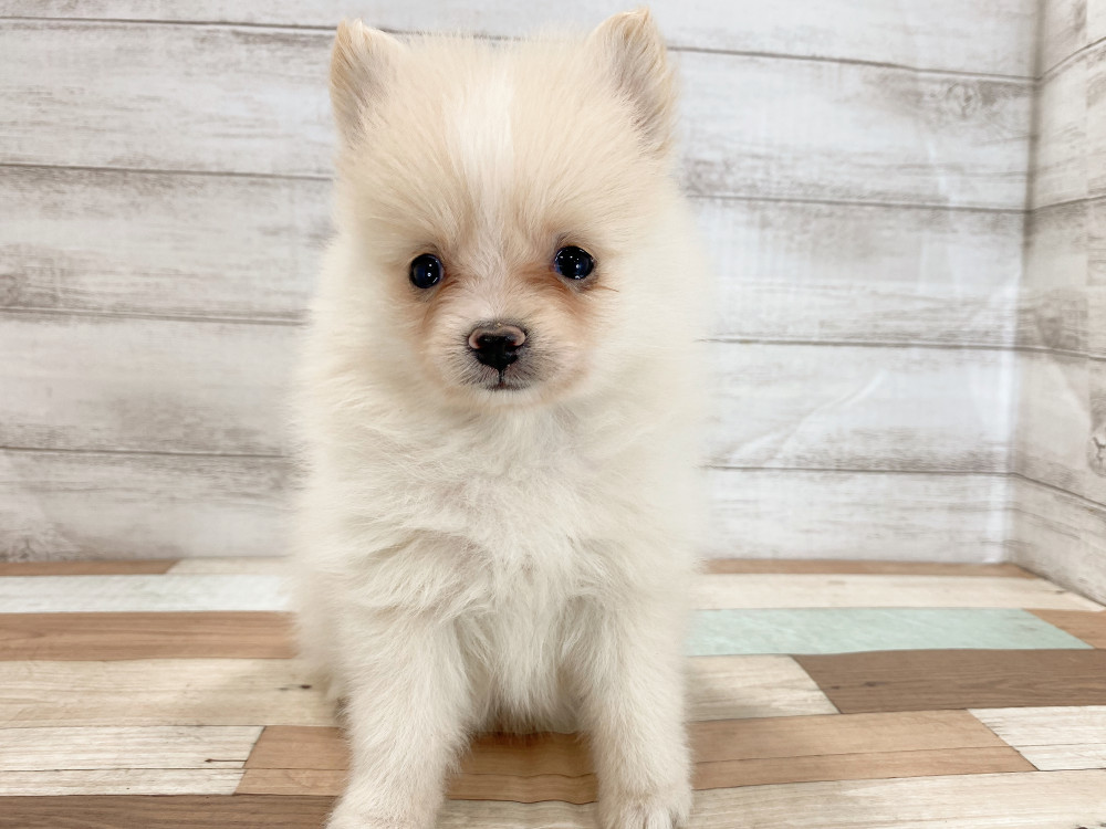 新潟県のポメラニアン (竹内ペット 新津本店/2026年5月4日生まれ/女の子/クリーム)の子犬の2枚目の画像