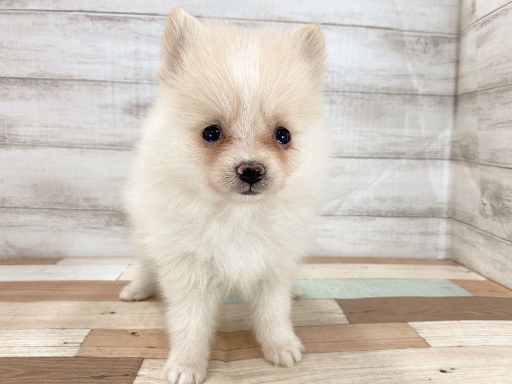 新潟県のポメラニアン (竹内ペット 新津本店/2026年5月4日生まれ/女の子/クリーム)の子犬の3枚目の画像