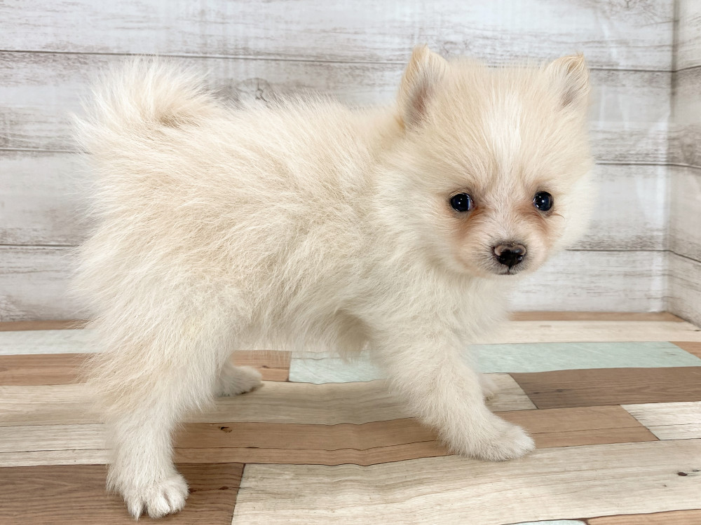 新潟県のポメラニアン (竹内ペット 新津本店/2026年5月4日生まれ/女の子/クリーム)の子犬の4枚目の画像
