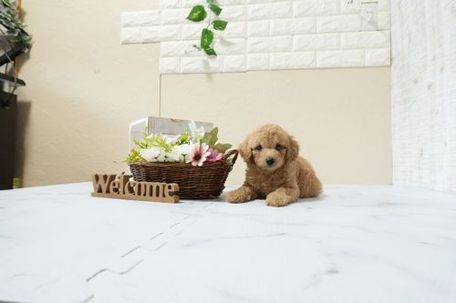 滋賀県のトイプードル(トイ) (いっぷく湖南店/2026年1月14日生まれ/男の子/オレンジフォーン)の子犬の1枚目の画像