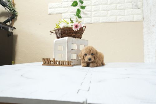 滋賀県のトイプードル(トイ) (いっぷく湖南店/2026年1月14日生まれ/男の子/オレンジフォーン)の子犬の3枚目の画像