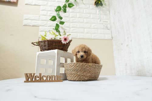 滋賀県のトイプードル(トイ) (いっぷく湖南店/2026年1月14日生まれ/男の子/オレンジフォーン)の子犬の4枚目の画像