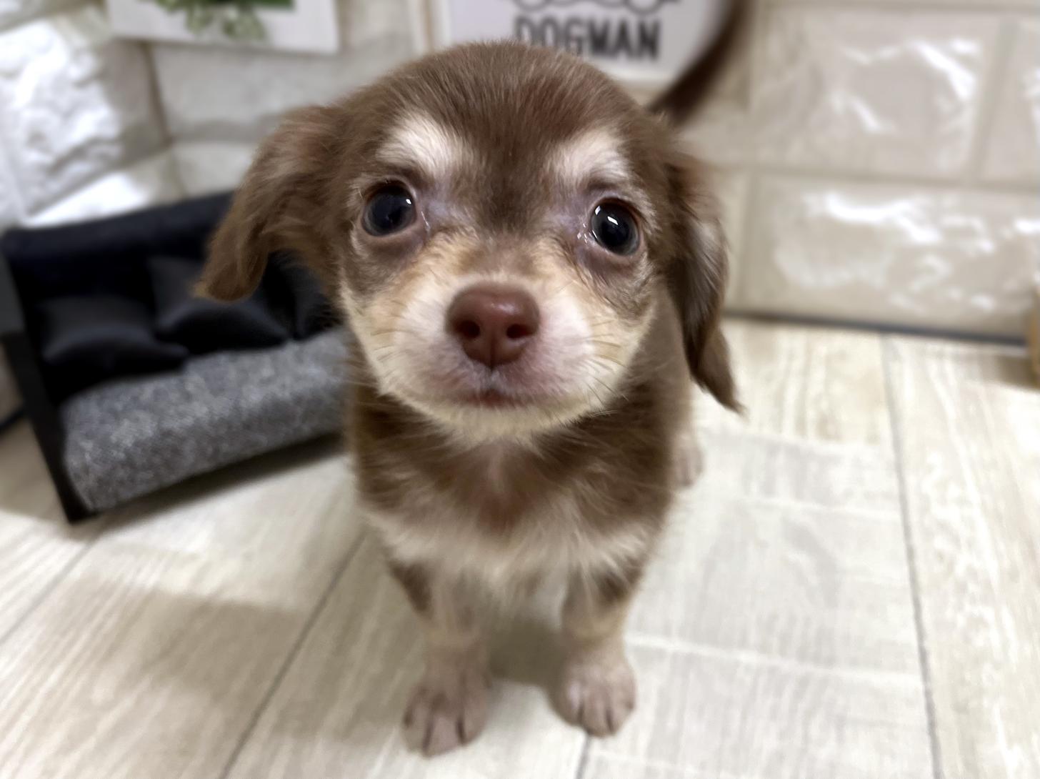 和歌山県のチワックス(チワワ×ダックス) (DOGMAN和歌山中之島店/2026年4月5日生まれ/女の子/チョコレートクリーム)の子犬の1枚目の画像