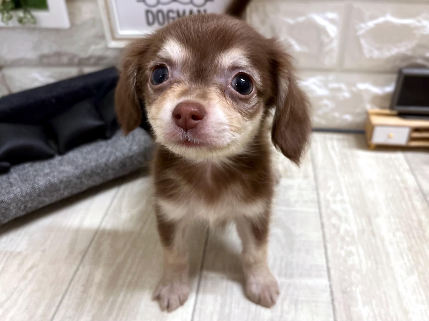 和歌山県のチワックス(チワワ×ダックス) (DOGMAN和歌山中之島店/2026年4月5日生まれ/女の子/チョコレートクリーム)の子犬の2枚目の画像