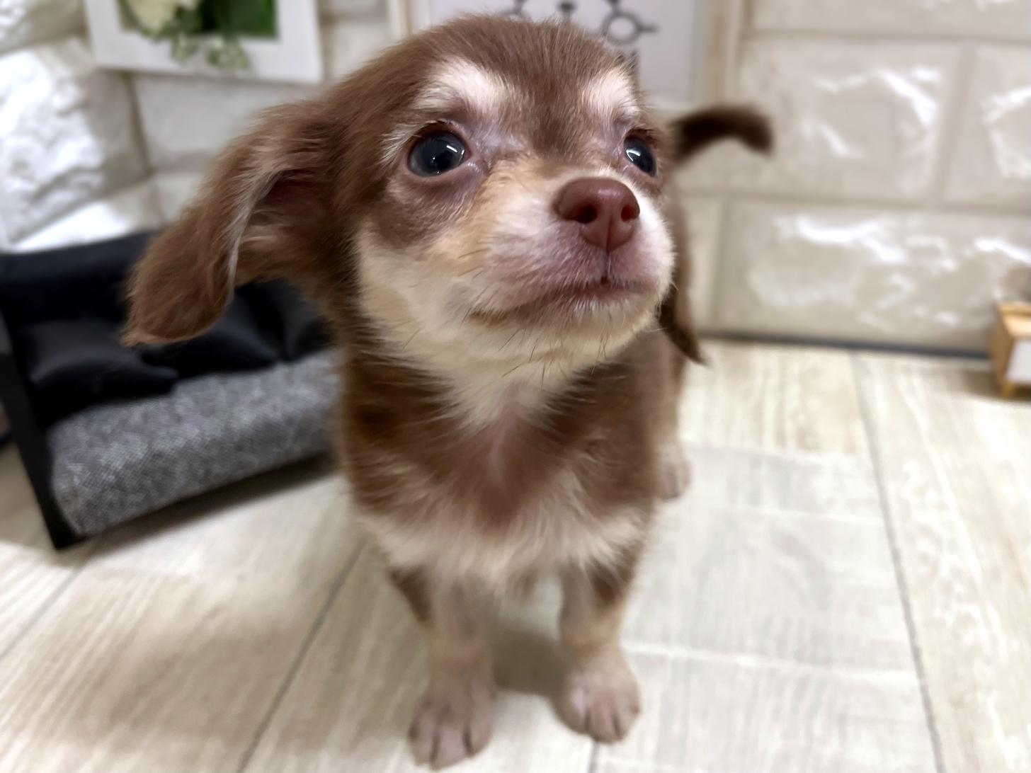 和歌山県のチワックス(チワワ×ダックス) (DOGMAN和歌山中之島店/2026年4月5日生まれ/女の子/チョコレートクリーム)の子犬の3枚目の画像