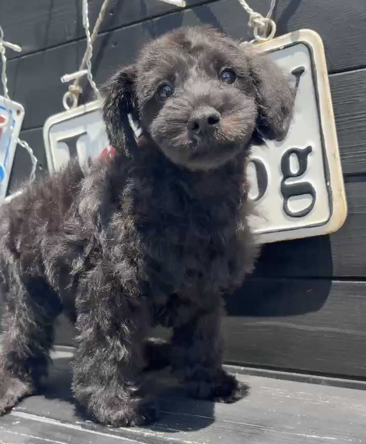 埼玉県のシュナプー(シュナウザー×プードル) (ADELE PETS/2025年3月5日生まれ/男の子/黒)の子犬