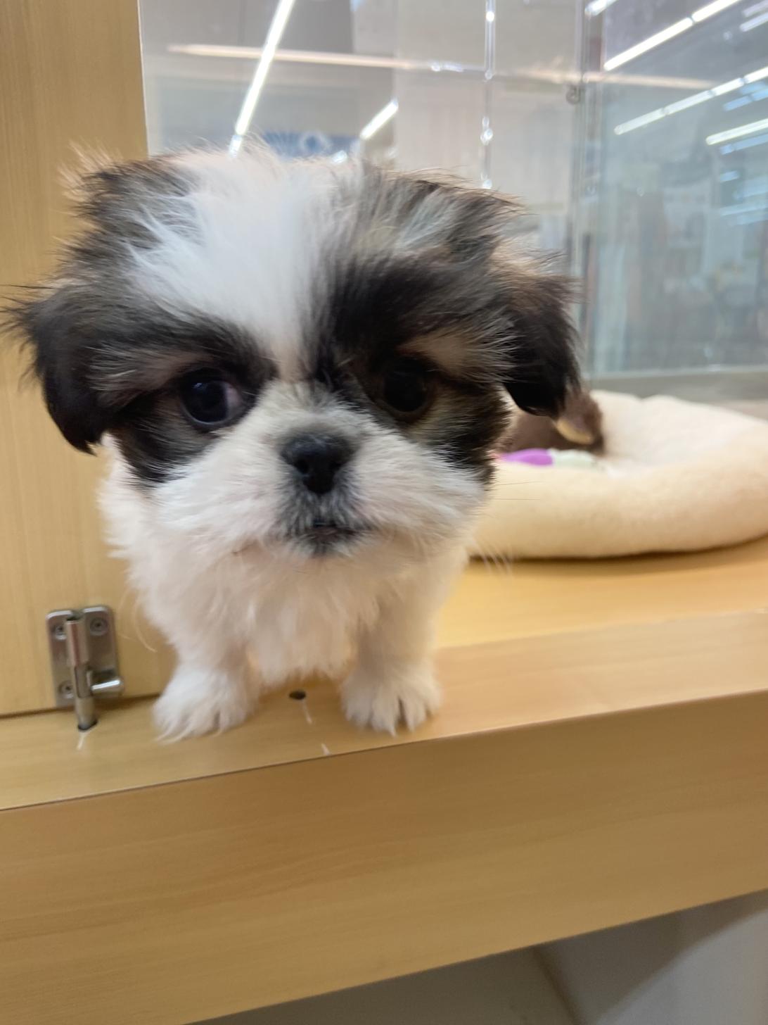 北海道のチワズー/チワシーズ(チワワ×シーズー) (ラブワンコ カインズ大曲店/2025年10月4日生まれ/男の子/ホワイトゴールド)の子犬の1枚目の画像