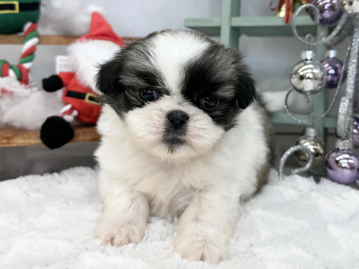 北海道のチワズー/チワシーズ(チワワ×シーズー) (ラブワンコ カインズ大曲店/2025年10月4日生まれ/男の子/ホワイトゴールド)の子犬