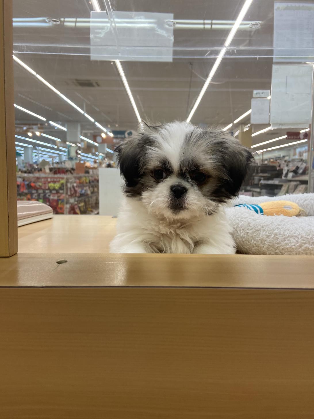 北海道のチワズー/チワシーズ(チワワ×シーズー) (ラブワンコ カインズ大曲店/2025年10月4日生まれ/男の子/ホワイトゴールド)の子犬の2枚目の画像