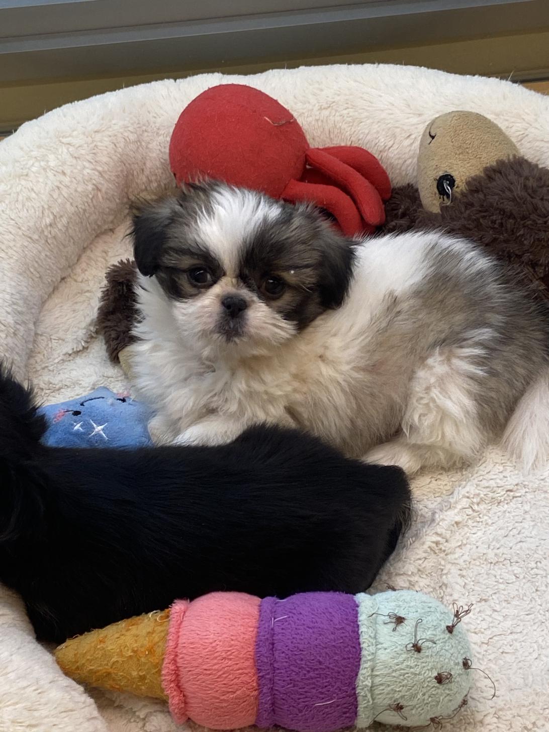 北海道のチワズー/チワシーズ(チワワ×シーズー) (ラブワンコ カインズ大曲店/2025年10月4日生まれ/男の子/ホワイトゴールド)の子犬の3枚目の画像