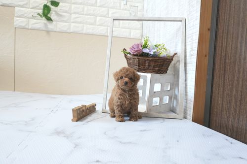 滋賀県のトイプードル(トイ) (いっぷく湖南店/2025年6月15日生まれ/女の子/レッドフォーン)の子犬の1枚目の画像